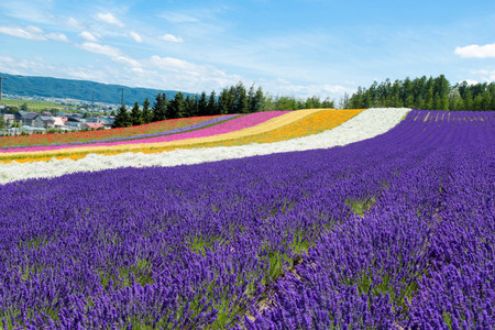 Furano lavenderの写真素材