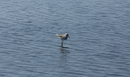 Sandpiper on the water in the lake. Wildlife scene from nature.の写真素材