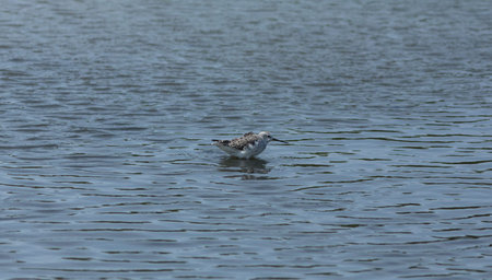 A Marsh sandpiper swimming in the lake looking for food.