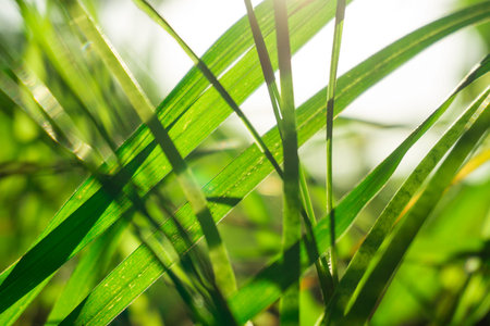 green grass