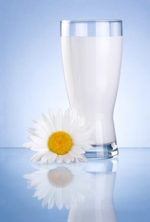 Glass of fresh milk and one chamomile flowers isolated on blue backgroundの写真素材