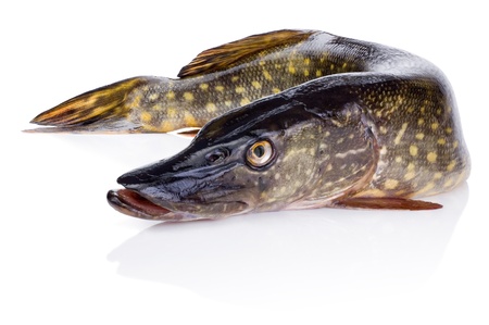 Fresh fish pike Isolated on white backgroundの写真素材