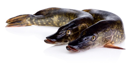 Two Fresh pike fish Isolated on white backgroundの写真素材