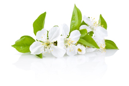 Spring Blossoms of fruit trees Isolated on white backgroundの写真素材