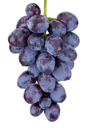 Fresh blue grapes hanging isolated on a white backgroundの写真素材