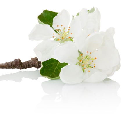Close-up spring flowers of fruit tree isolated on white backgroundの写真素材