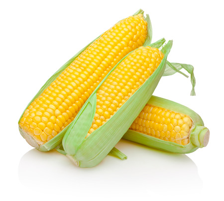 Three corn cob isolated on white backgroundの写真素材
