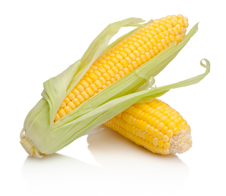 Two corn cob isolated on white backgroundの写真素材