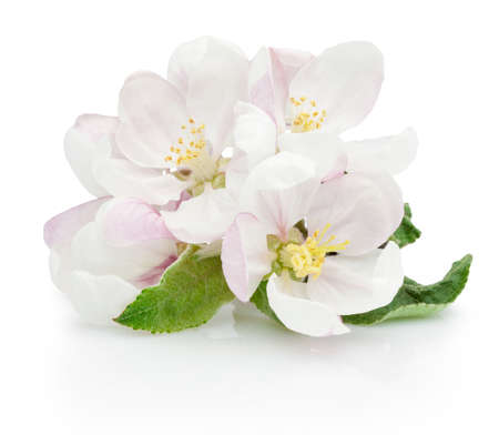Spring flowers of apple fruit trees isolated on a white backgroundの写真素材