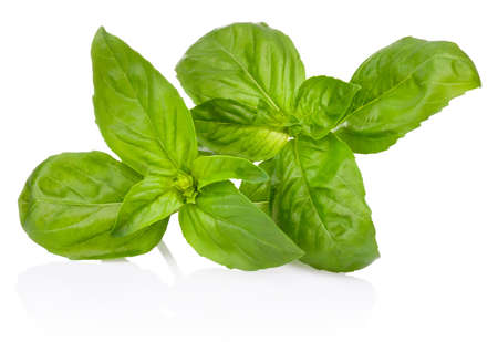 Fresh green basil herb leaves isolated on a white backgroundの写真素材