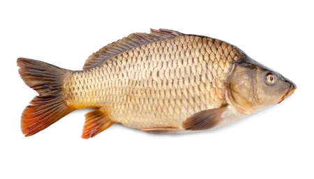 Fresh fish isolated on a white backgroundの写真素材