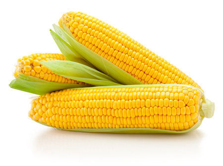 Fresh corn ears with leaves isolated on a white backgroundの写真素材