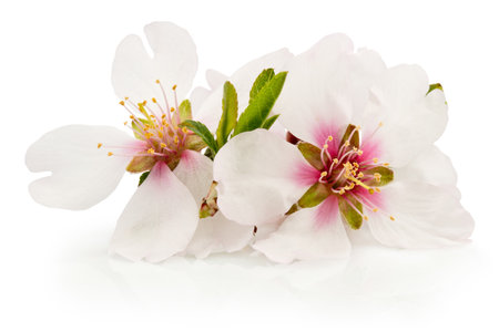 Spring flowers of fruit tree isolated on a white backgroundの写真素材
