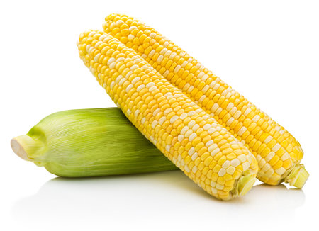 Sweet corn ears isolated on a white backgroundの写真素材