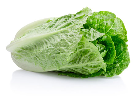 Fresh green romaine Lettuce isolated on a white backgroundの写真素材
