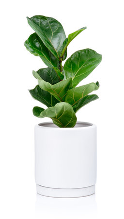 Ficus lyrata Bambino (Dwarf Fiddle Leaf Fig) in modern pot isolated on a white backgroundの写真素材