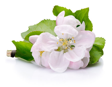 Spring flowers of fruit tree isolated on a white backgroundの写真素材