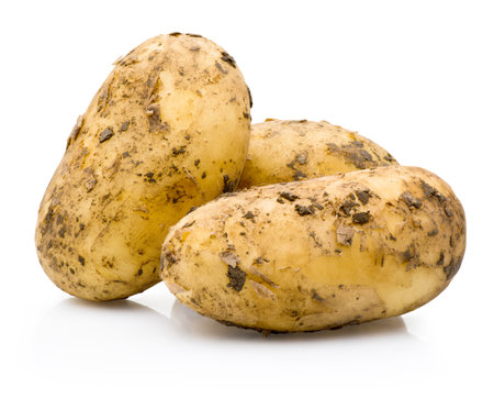 Three new potatoes stained with soil isolated on a white backgroundの写真素材