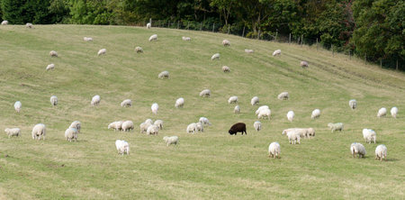 On black sheep in a field of white sheep concept of standing out in a crowdの写真素材
