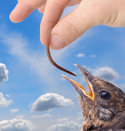 concept of temptaion or the early bird catches the wormの写真素材