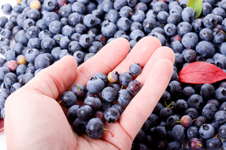 Hand holding some healthy blueberries a superfood antioxidantの写真素材
