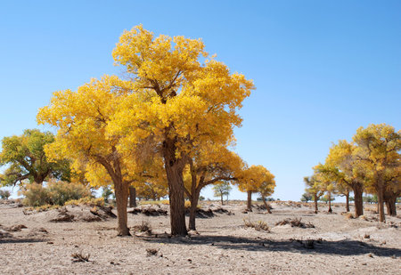 golden yellow diversifies poplar and blue skyの写真素材