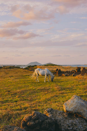 White Horse Grazing near a Stone Wall in a Jeju Pasture with the Ocean in the Background at Sunsetの写真素材