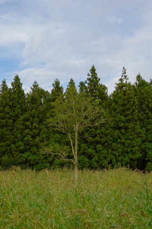 Single Tree Standing Alone on a Wide Pasture Against a Dense Evergreen Forest Under a Blue Skyの写真素材