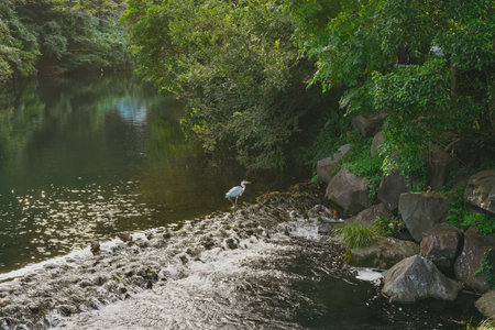 White Gray Heron Standing on Rocks by a River Edge with Dense Green Bushes in the Background, Hunting for Foodの写真素材
