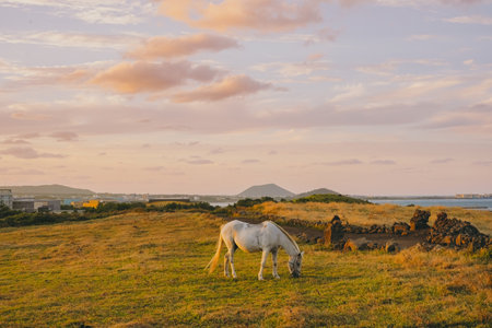 White Horse Grazing near a Stone Wall in a Jeju Pasture with the Ocean in the Background at Sunsetの写真素材