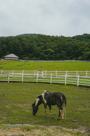 Flock of Sheep and a Spotted Horse Grazing within the White Fence of a Ranch Pasture in Gangneung, Koreaの写真素材