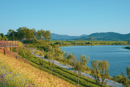 Clear Blue Sky over the River: Coreopsis and Cornflowers in Full Bloomの写真素材