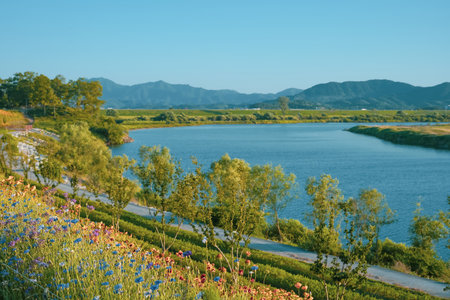 Clear Blue Sky over the River: Coreopsis and Cornflowers in Full Bloomの写真素材