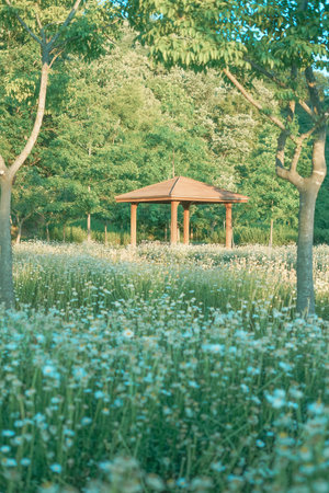 Green Meadow and Blooming White Daisies within a Dense Forest Clearingの写真素材