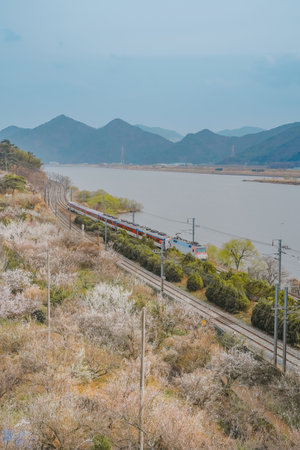 Scenic View of a Train Passing by Plum Blossom Trees at Sunmaewon, Yangsan, Koreaの写真素材