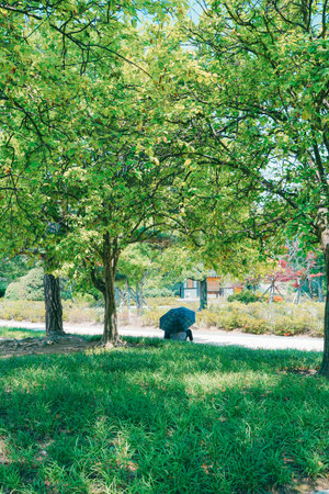 Back View of a Couple Sitting Under an Umbrella in a Park Under Green Tree Shade on a Sunny Summer Dayの写真素材