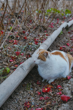 Cute and Relaxed Cat Sitting Among Petalsの写真素材