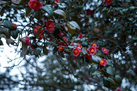 Scenery of Camellia Branches Blooming with Red Flower Buds in a Winter Atmosphereの写真素材
