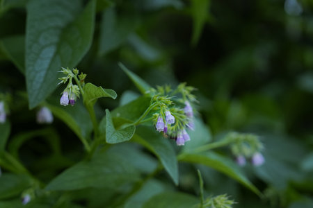 Close-up of Light Purple Wildflower Focused on a Dark Backgroundの写真素材