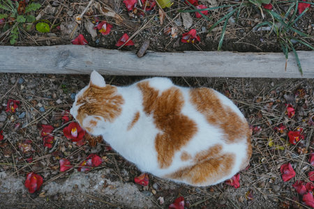 Cute and Relaxed Cat Sitting Among Red Camellia Petalsの写真素材