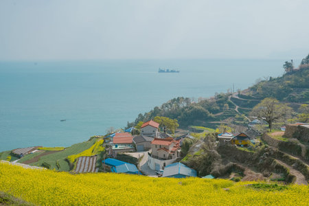 Scenic View of Korea's Namhae Daraengi Village with Fully Bloomed Canola Flowers, Blue Sea, and Terraced Rice Paddiesの写真素材