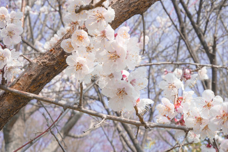 Vibrant Close-up of Cherry Blossoms in Full Bloom Against a Clear Blue Skyの写真素材