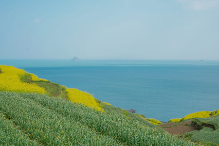 Korea's Namhae Daraengi Village Terraced Fields with Yellow Flowers and Blue Oceanの写真素材