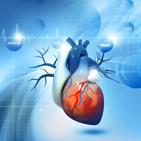 Human heartの写真素材