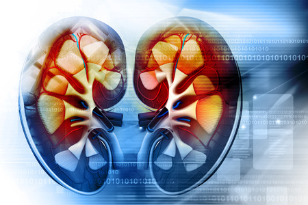 Human kidney cross sectionの写真素材