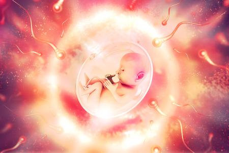 Human fetusの写真素材
