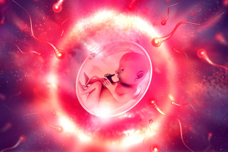 Human fetusの写真素材
