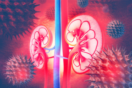 Human kidney cross sectionの写真素材