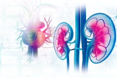 Human kidney cross sectionの写真素材