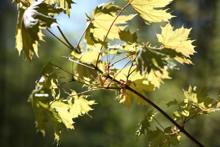 The folia of the maple in rays of the spring-sun.